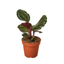 buy Calathea Roseopicta 'Medallion' live houseplant 4" pot online, bold patterned foliage with silver and deep green concentric rings, striking magenta leaf undersides, humidity-loving tropical prayer plant, slow steady growth ideal for tabletops and floor displays, vibrant bohemian statement for any indoor jungle, a treasured gift for home decor lovers