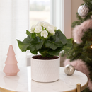 Easy care flowering plant, Indoor flowering plant, Best windowsill plants, 6 inch Begonia