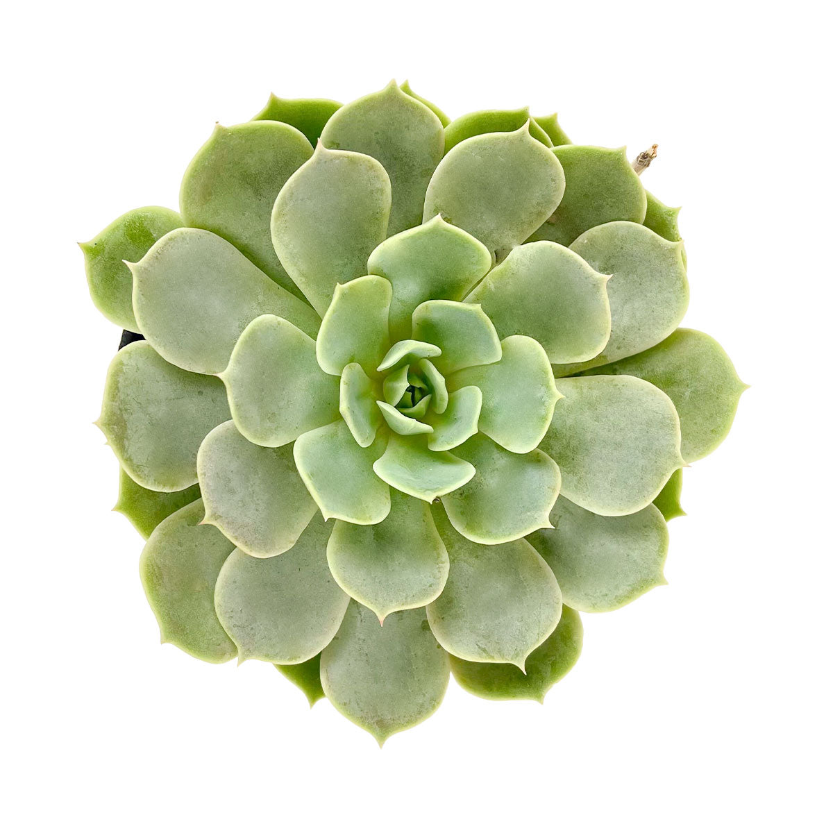 Echeveria &#39;Fury&#39;, 2 inch Echeveria &#39;Fury&#39;, 4 inch Echeveria &#39;Fury&#39;, echeveria for sale, succulents shop in ca
