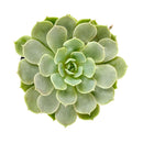 Echeveria &#39;Fury&#39;, 2 inch Echeveria &#39;Fury&#39;, 4 inch Echeveria &#39;Fury&#39;, echeveria for sale, succulents shop in ca