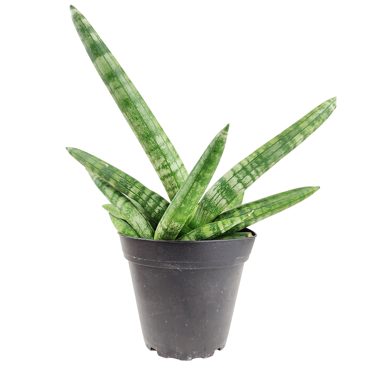 sansevieria starfish plant Sansevieria Starfish - Snake Plant