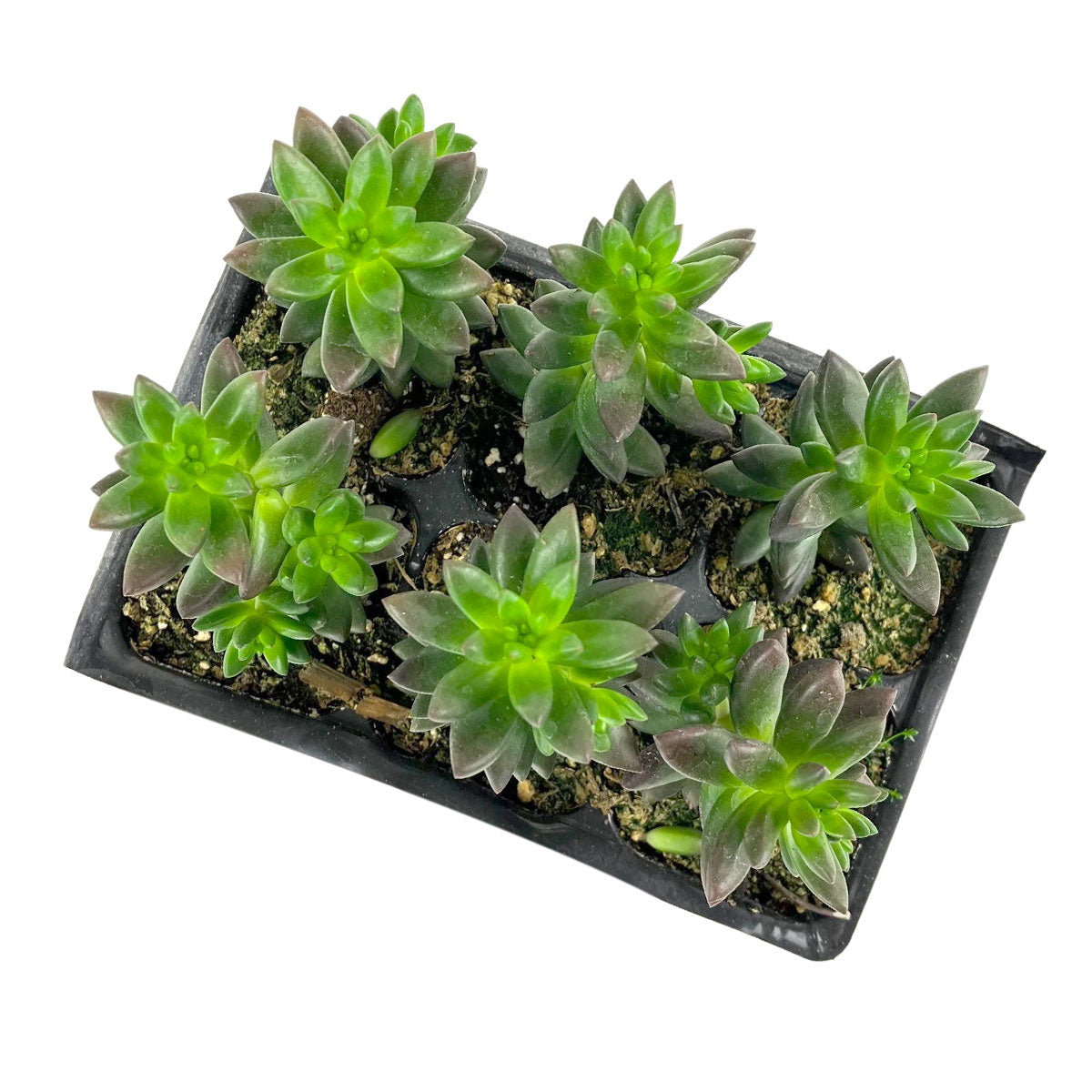 Sedeveria Jet Beads 2 inch grower pot for sale online, Rare and Unique Succulent Plant for Home Decor, Dark Beaded Succulent small sỉze