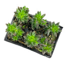 Shop Sedeveria Jet Beads unique succulent, Rare succulent gift ideas, Black bead-shaped leaves chubby plant to grow
