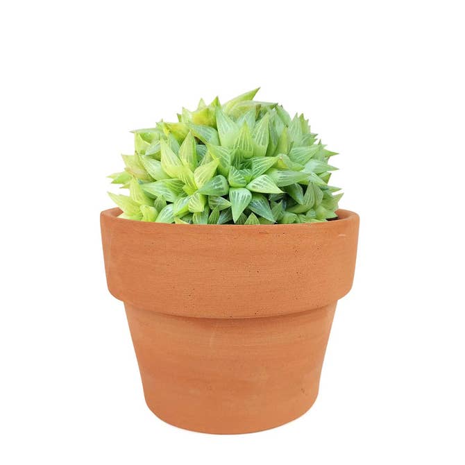 3.5 inch terracotta pot with drainage hole for succulent and houseplant, succulent pot for sale online, buy 4 inch terracotta clay plant pot