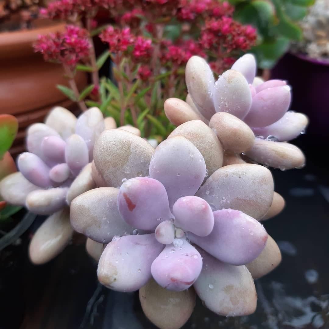 Pachyphytum oviferum pink moonstones succulent for sale online, chubby succulent, succulent gift ideas