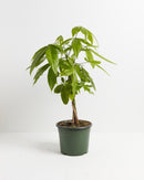 Money Tree Plant