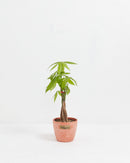 Money Tree Plant