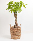 Money Tree Plant