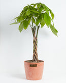 Money Tree Plant