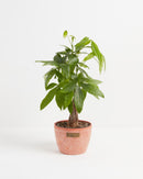 Money Tree Plant