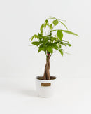 Money Tree Plant