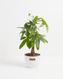 Money Tree Plant