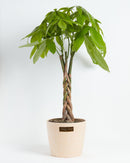 Money Tree Plant
