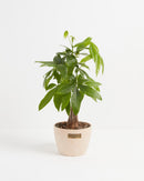 Money Tree Plant