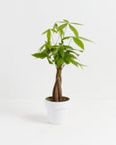 Money Tree Plant