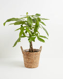 Money Tree Plant