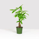 Money Tree Plant