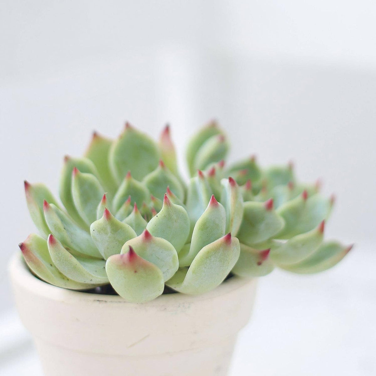 pink succulents, echeveria for sale, echeveria tippy pink for sale, rosette succulent types, echeveria chihuahuaensis, buy echeveria plant online, rosette echeveria
