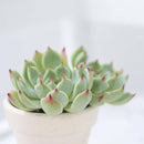 Pink Succulent, Echeveria for thanksgiving, How to care echeveria succulents for thanksgiving, echeveria, echeveria succulent, echeveria types, succulent echeveria, buy succulents online, succulent shop, succulent store, echeveria plant, indoor succulents, colorful succulent for sale