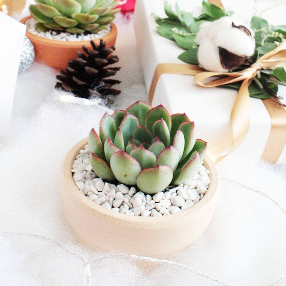 Set Van 2 - Aloe Vera Plant - Kamerplanten - Vetplanten - Succulenten - 20-30 Cm Hoog - Pot 10,5 Cm Set Van 2 - Aloe Vera Plant - Kamerplanten - Vetplanten - Succulenten - 20-30 Cm Hoog - Pot 10,5 Cm