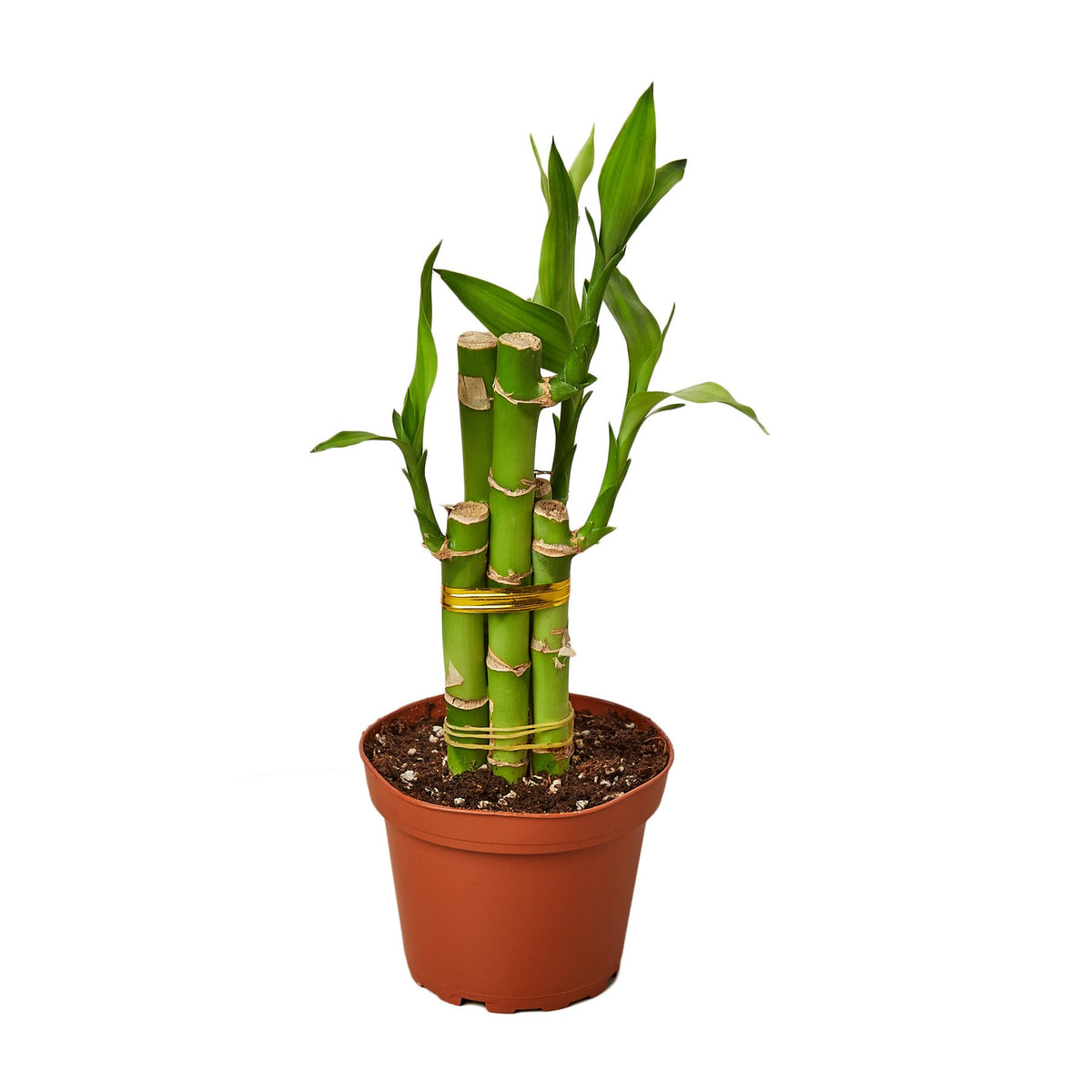 buy dracaena 'lucky bamboo' live houseplant 4" pot online, vibrant green lance-shaped leaves, slender upright cane stems, grows in water or soil, low light tolerant, air purifying, elegant desk accent, a thoughtful and lucky gift for any occasion