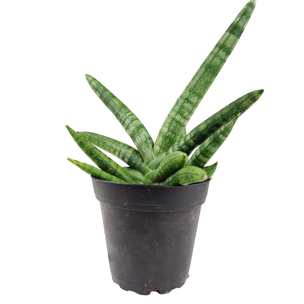 sansevieria starfish care, sansevieria starfish plant, starfish plant sansevieria, starfish sansevieria light requirements