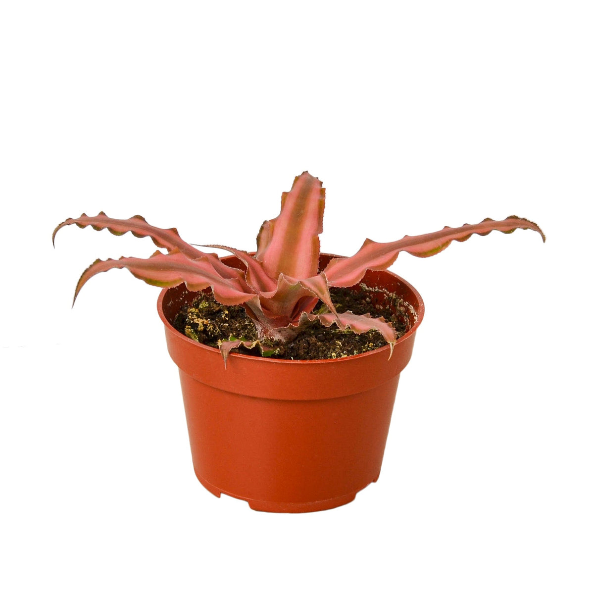 buy Cryptanthus 'Pink Star' - 4" Pot live houseplant 4-inch pot online, vivid pink and green striped wavy leaves, compact star-shaped rosette, low-growing bromeliad, pet-safe tropical plant, easy care, bold colorful accent for desk or terrarium, makes a unique and charming gift for plant lovers