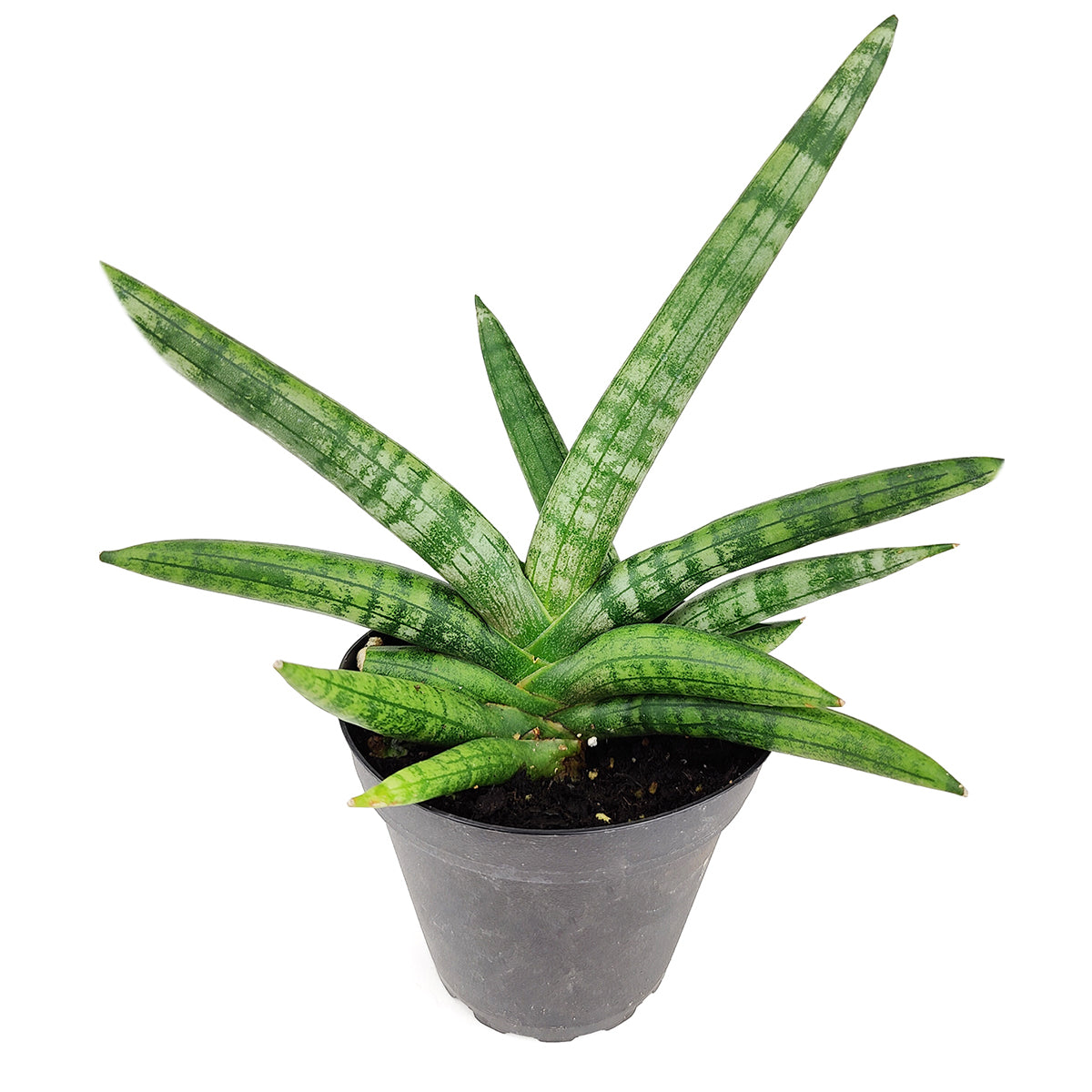 sansevieria for sale near me Sansevieria Starfish - Snake Plant