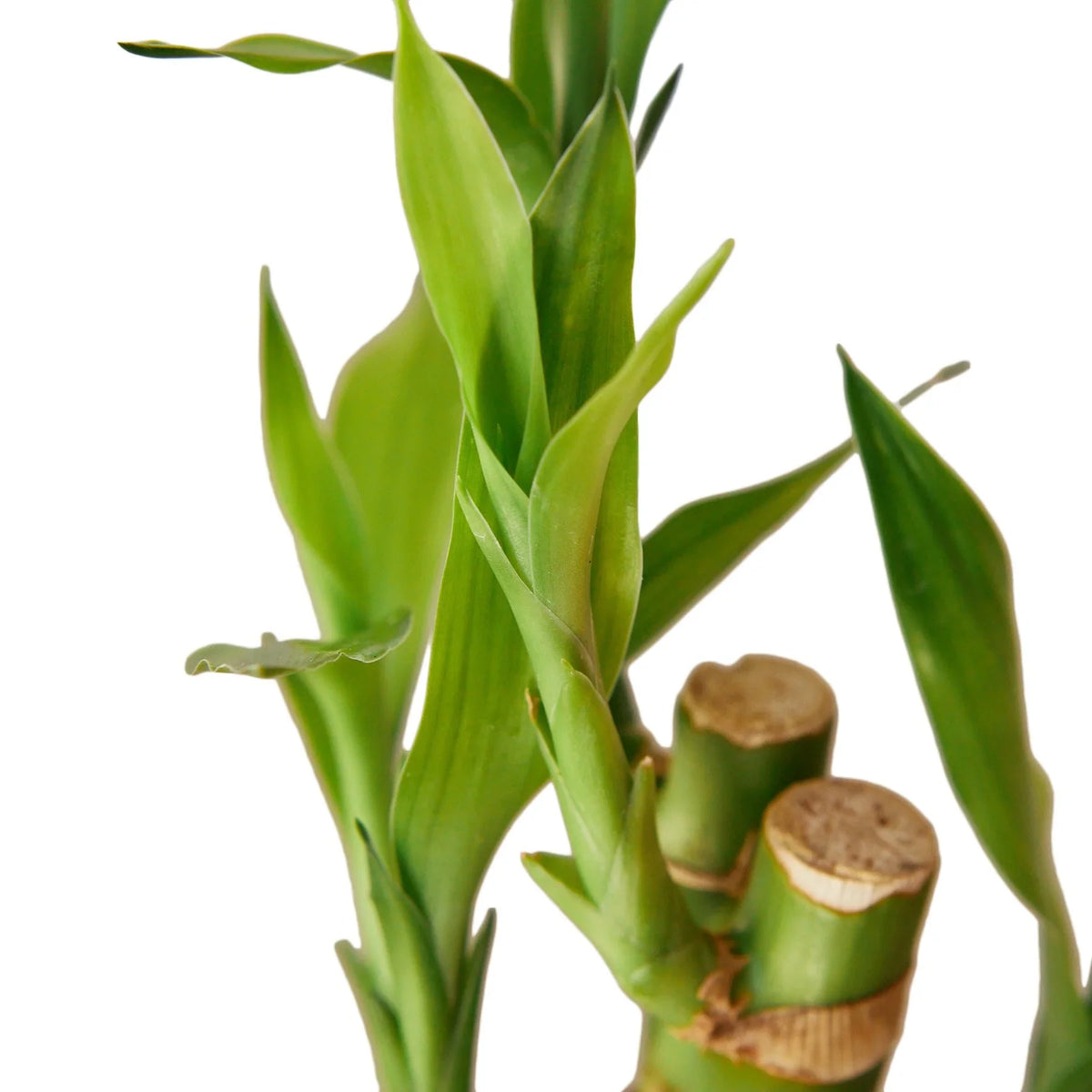 6" pot dracaena 'lucky bamboo' live houseplant for sale, glossy narrow foliage in rich forest green, bamboo-like upright stalks, easy care tropical plant, naturally humidifies indoor air, stylish feng shui decor for modern interiors, perfect housewarming or new job gift
