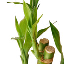 4" pot dracaena 'lucky bamboo' live houseplant for sale, vivid green upright canes with tufted leaf clusters, slow growing and long lived, tolerates average humidity, iconic spiral or braided stem forms available, striking minimalist decor piece and a meaningful gift for any celebration