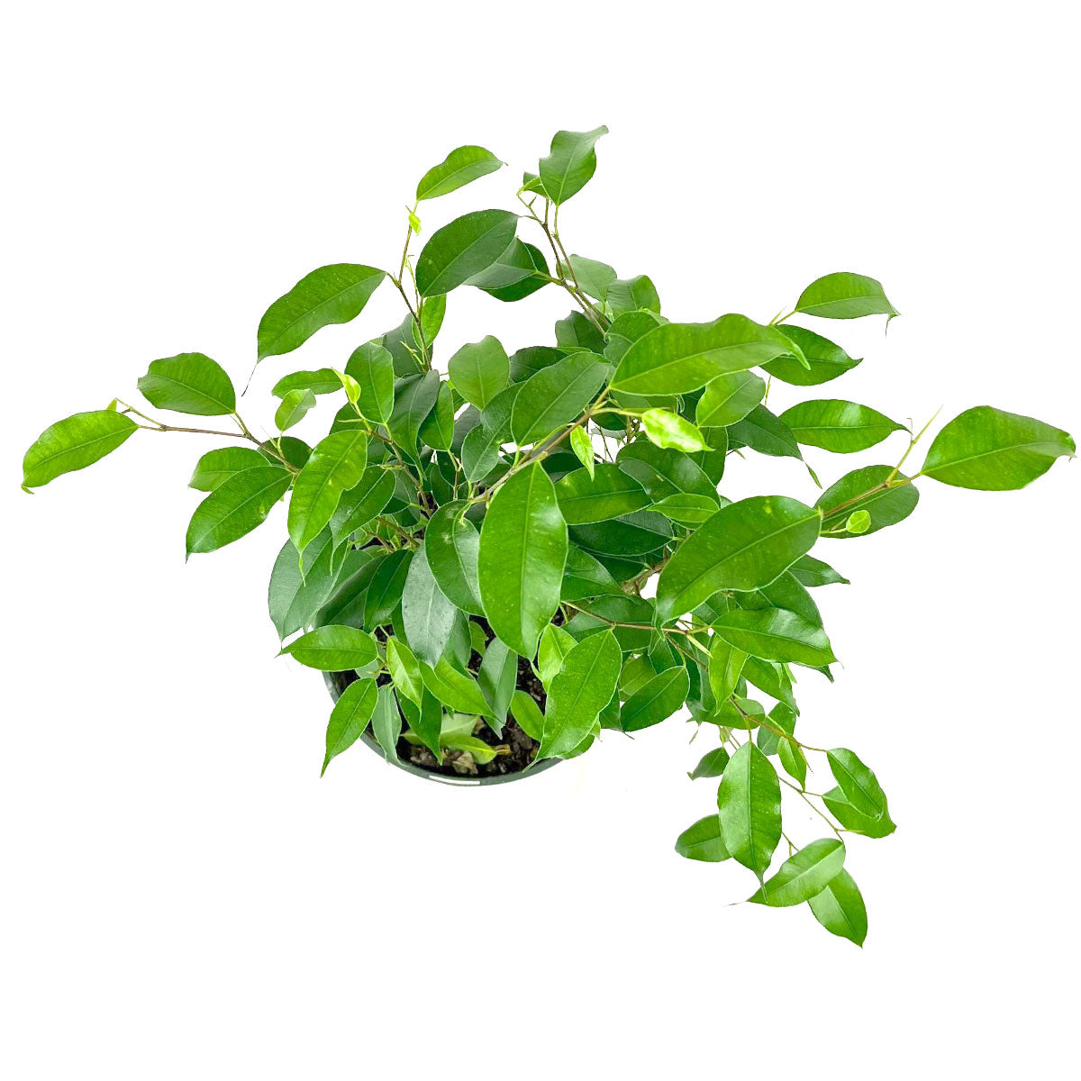 Ficus Benjamina Plants 6 inch Grower Pot for sale, Buy Ficus Benjamina Wintergreen Weeping Fig Tree, Stunning Indoor Plants for Home