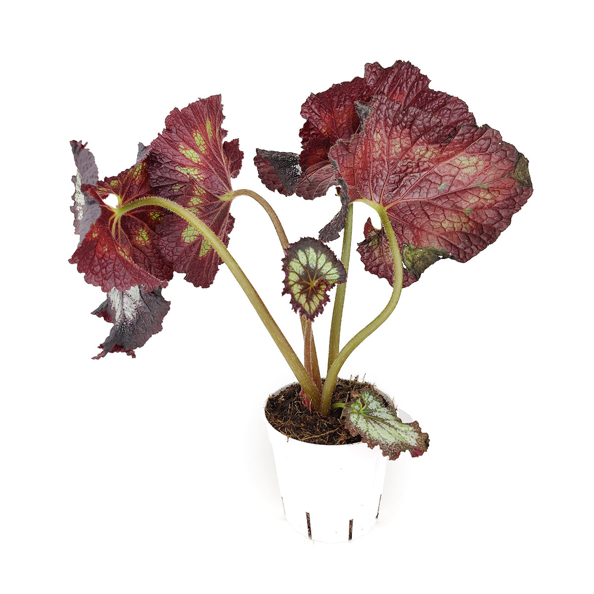 Silver Swirl Rex Begonia, Colorful Foliage Houseplants, Best Houseplants for Beginners, Easy Care Houseplants, Begonia &#39;Jurassic Silver Swirl&#39;