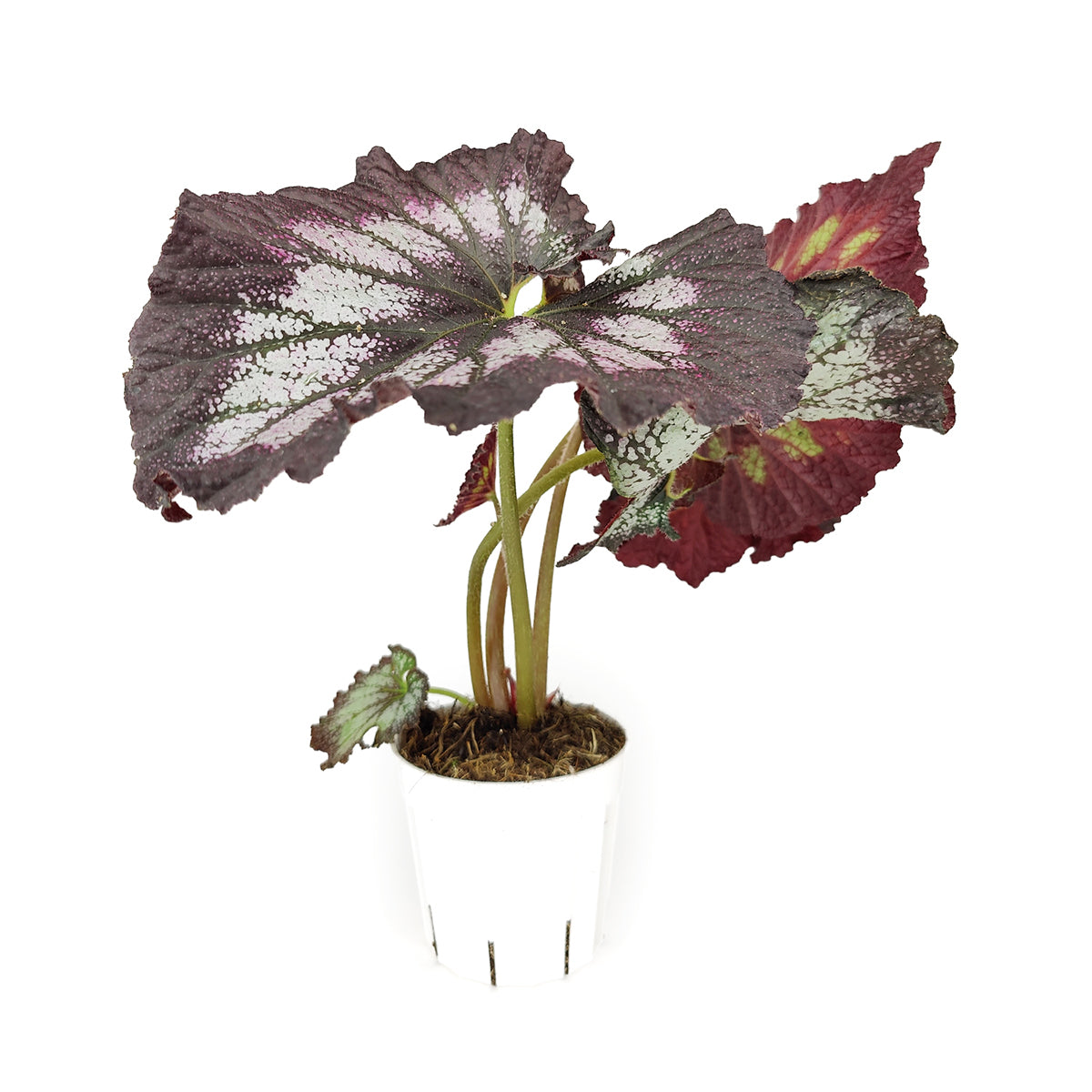 Silver Swirl Rex Begonia, Colorful Foliage Houseplants, Best Houseplants for Beginners, Easy Care Houseplants, best place to buy outdoor plants online