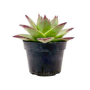 buy succulents online, succulents in ca, nurseries near me, live plants