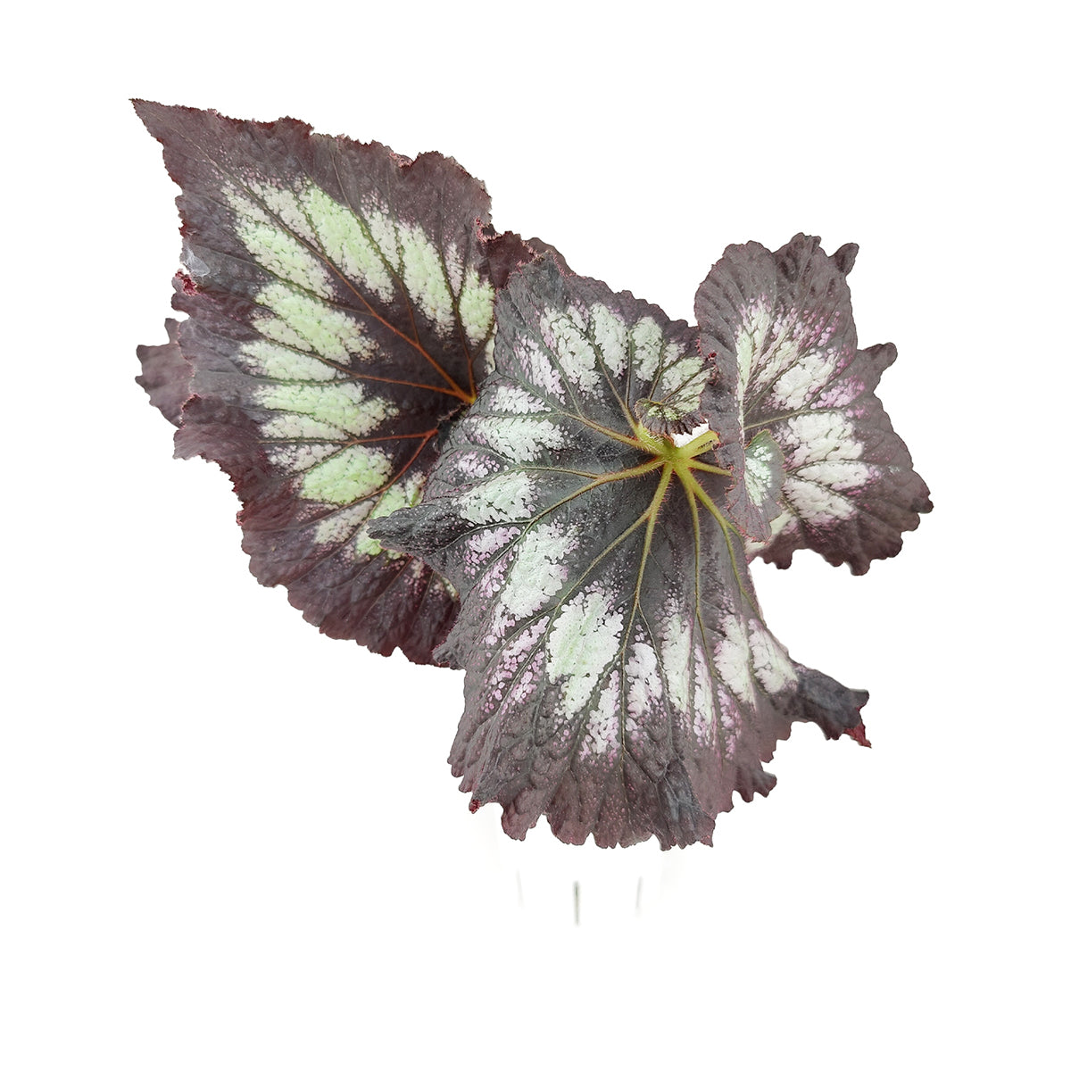 Silver Swirl Rex Begonia, Colorful Foliage Houseplants, Best Houseplants for Beginners, Easy Care Houseplants, How to Care for Silver Swirl Rex Begonia