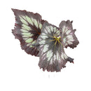 Silver Swirl Rex Begonia, Colorful Foliage Houseplants, Best Houseplants for Beginners, Easy Care Houseplants, How to Care for Silver Swirl Rex Begonia