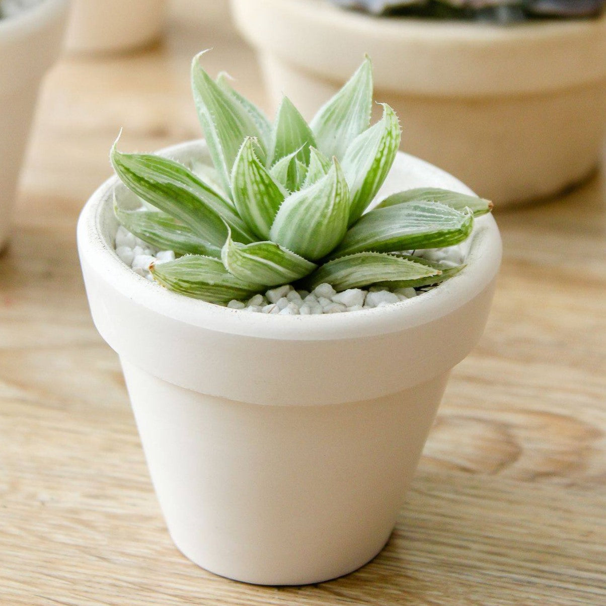 white ghost succulent Haworthia White Ghost Rare Variegated Succulent
