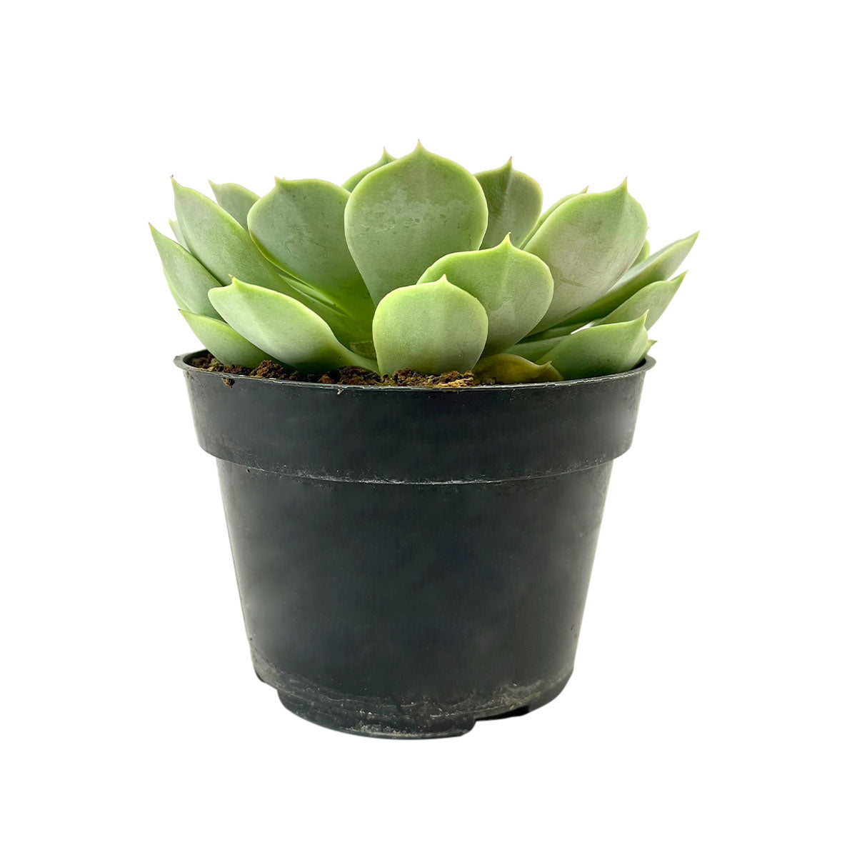nurseries near me, nurseries near me in ca, succulents shop in ca, buy succulents online