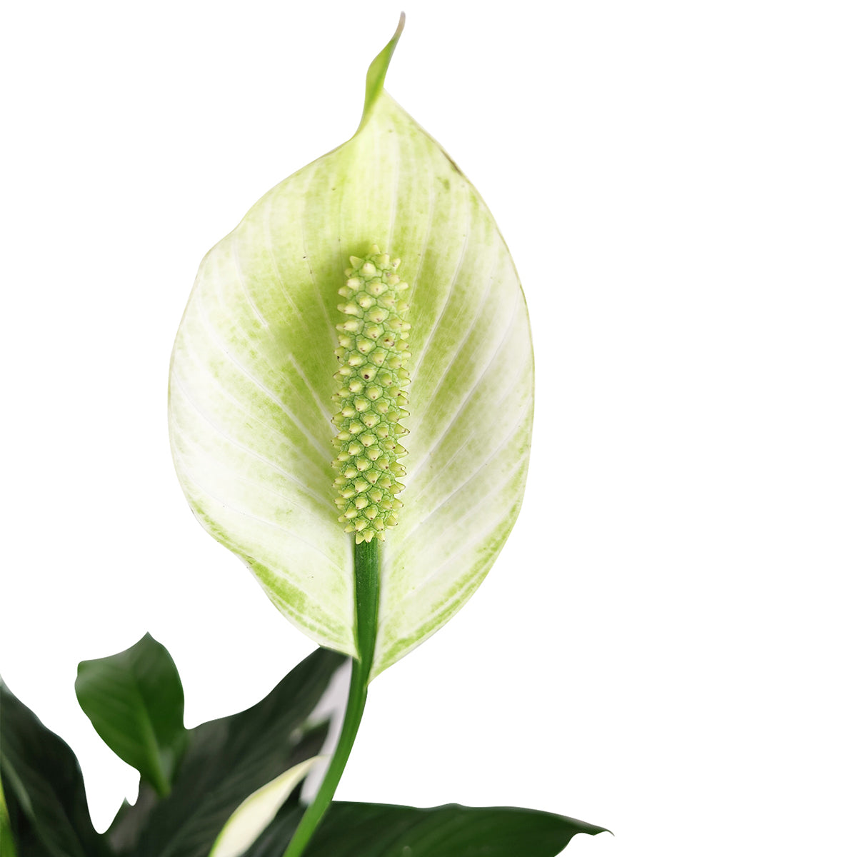 lush tropical peace lily 6" Peace Lily Plant – Lush Indoor Flowering Houseplant for Home Decor by Succulents Box
