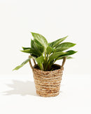Philodendron Birkin