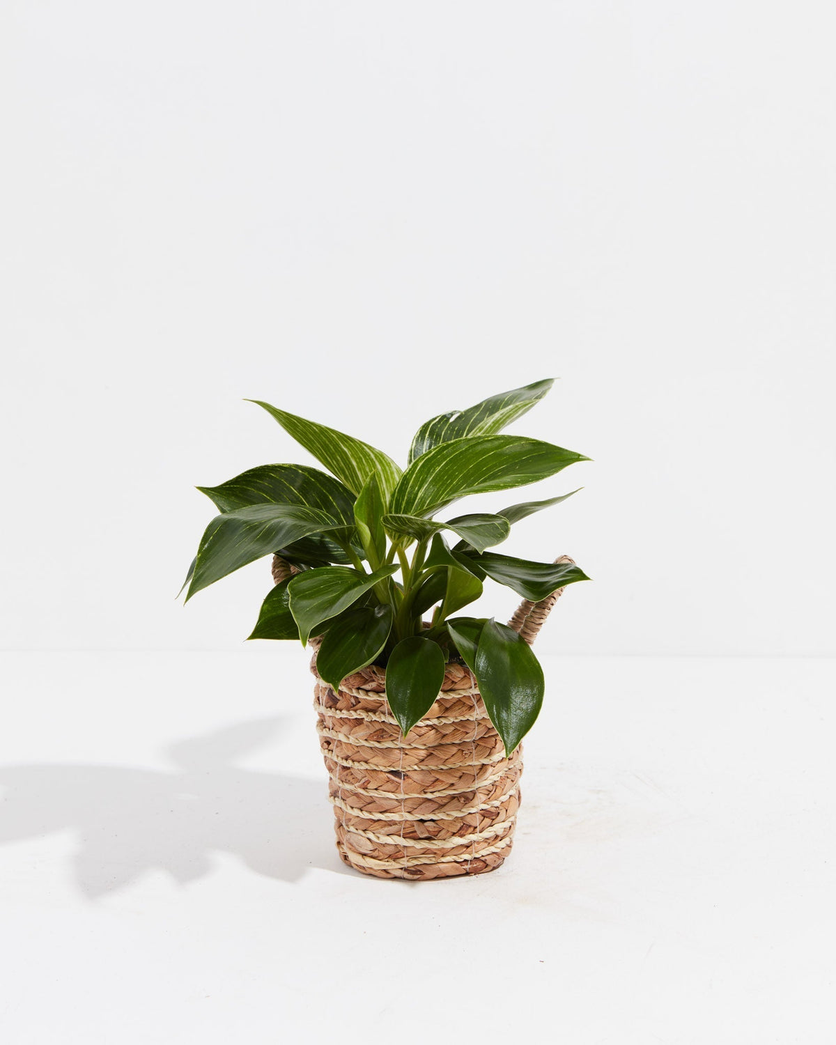 Philodendron Birkin