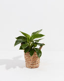 Philodendron Birkin