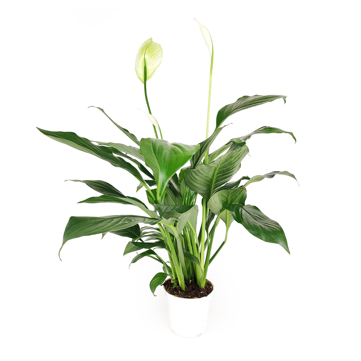 peace lily, peace lily care, peace lily plant, buy peace lily plant online, peace lily plant for sale, peace lily plant near me, best online nursery for perennials