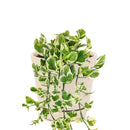 Pothos N&#39;joy Hanging Basket, how to care for Pothos N&#39;joy, variegated houseplants, care tips for growing pothos n&#39;joy