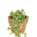 Pothos N&#39;joy Hanging Basket, how to care for Pothos N&#39;joy, variegated houseplants, care tips for growing pothos n&#39;joy