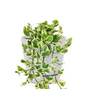 Pothos N&#39;joy Hanging Basket, how to care for Pothos N&#39;joy, variegated houseplants, care tips for growing pothos n&#39;joy