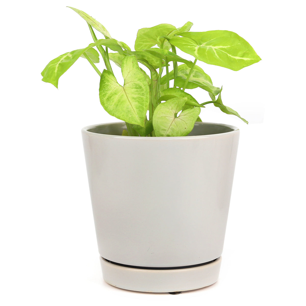 6 inch minimal pot, houseplant pot, houseplant pot for sale, buy houseplant pot online, ceramic plant pot, ceramic planter with saucer