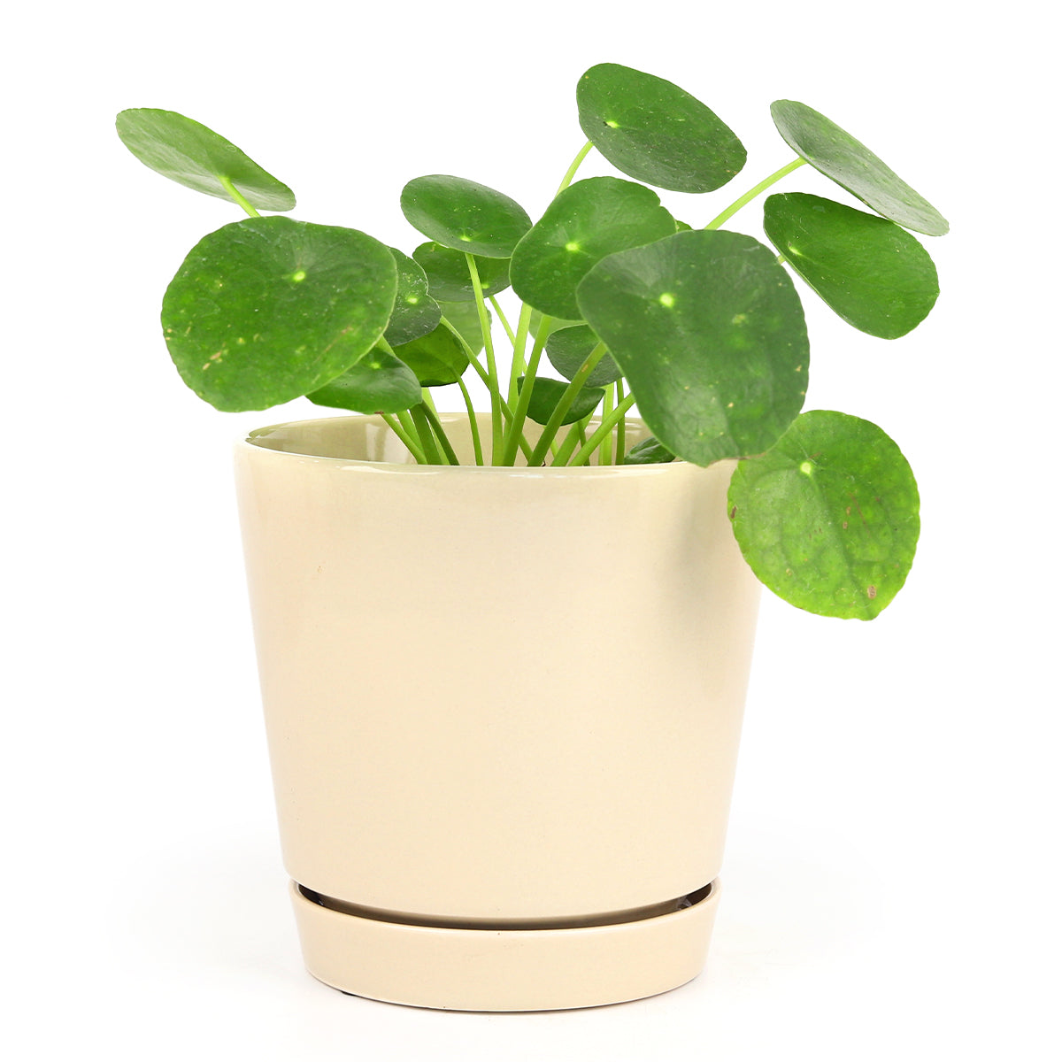 6 inch minimal pot, houseplant pot, houseplant pot for sale, buy houseplant pot online, ceramic plant pot, ceramic planter with saucer