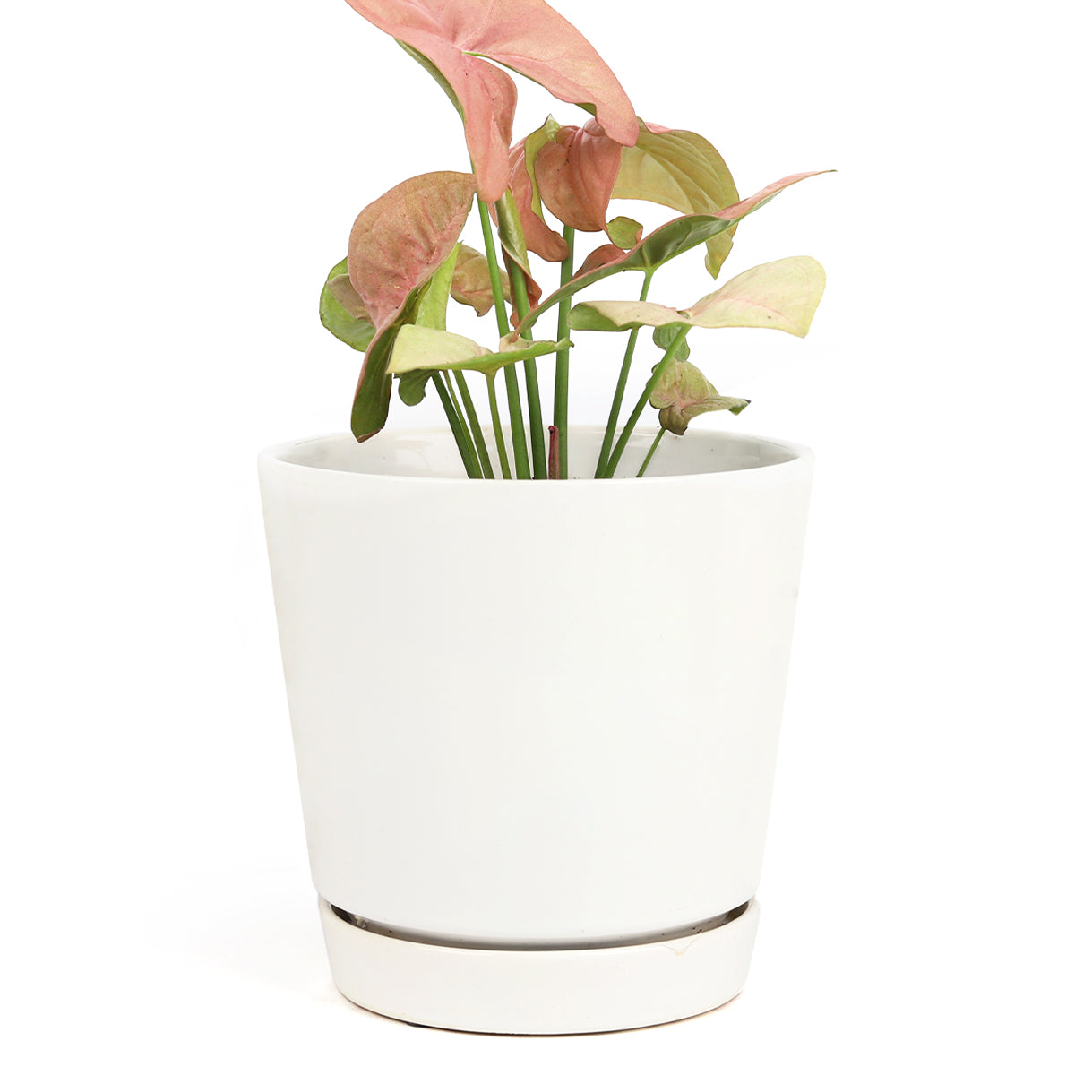 white modern pot, minimalist pot for succulents and houseplants, pot with drainage hole and saucer