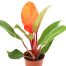 Philodendron Cherry Red for sale, buy houseplants online, plants for tabletop, houseplants in ca